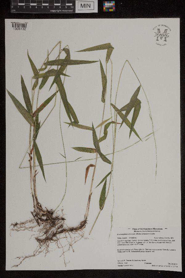 Brachyelytrum aristosum image