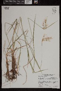 Eriophorum viridicarinatum image