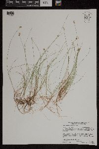 Carex gynocrates image