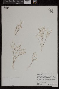 Arenaria serpyllifolia image