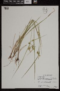 Carex cryptolepis image