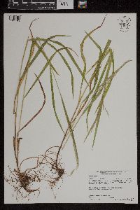 Bromus ciliatus image