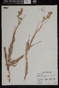 Scheuchzeria palustris image
