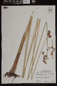 Schoenoplectus acutus image
