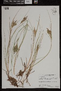 Carex lenticularis image