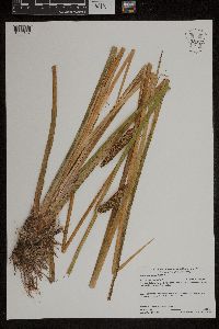 Acorus americanus image