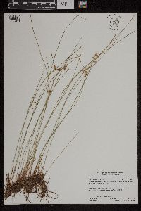 Juncus filiformis image