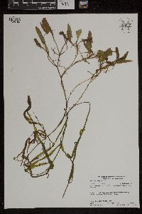 Potamogeton epihydrus image