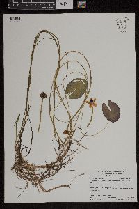 Nuphar microphylla image