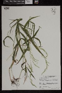 Cinna latifolia image