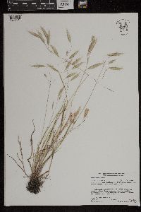 Bromus japonicus image