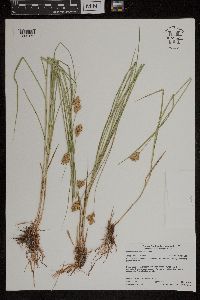 Carex scoparia image