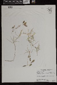 Potamogeton spirillus image