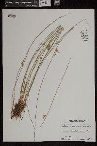 Juncus filiformis image