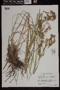 Scirpus atrocinctus image