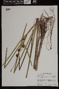 Sparganium americanum image