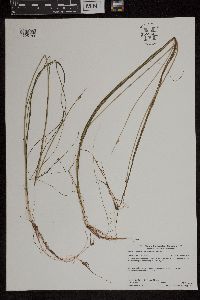Schoenoplectus subterminalis image