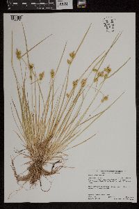 Carex cryptolepis image