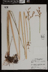 Schoenoplectus heterochaetus image