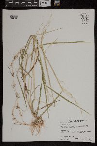 Leersia oryzoides image