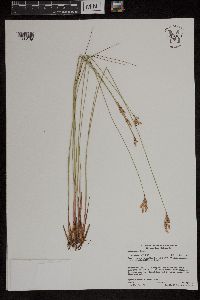 Juncus vaseyi image