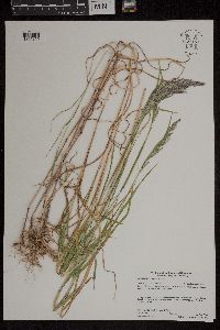 Muhlenbergia mexicana image
