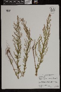 Lechea intermedia image