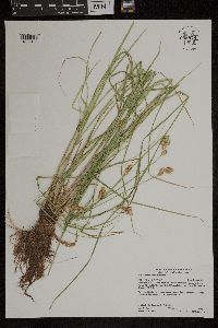 Carex scoparia image