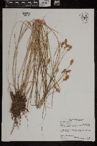 Carex bebbii image