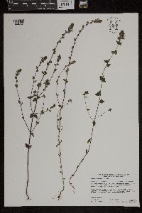 Euphrasia nemorosa image