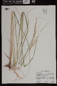 Spartina pectinata image