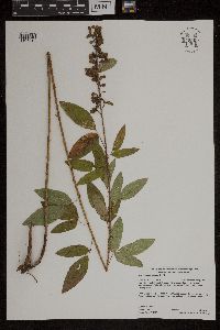 Desmodium canadense image