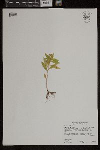 Penthorum sedoides image
