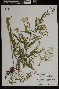 Symphyotrichum lateriflorum image