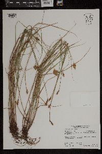 Carex scoparia image