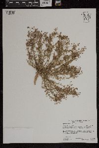 Spergularia rubra image