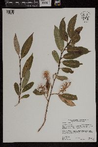 Salix serissima image