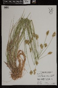 Carex adusta image