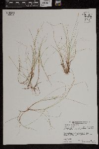 Carex gynocrates image