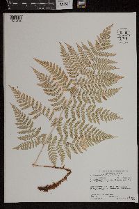 Dryopteris expansa image