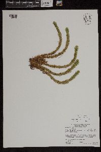 Huperzia selago image