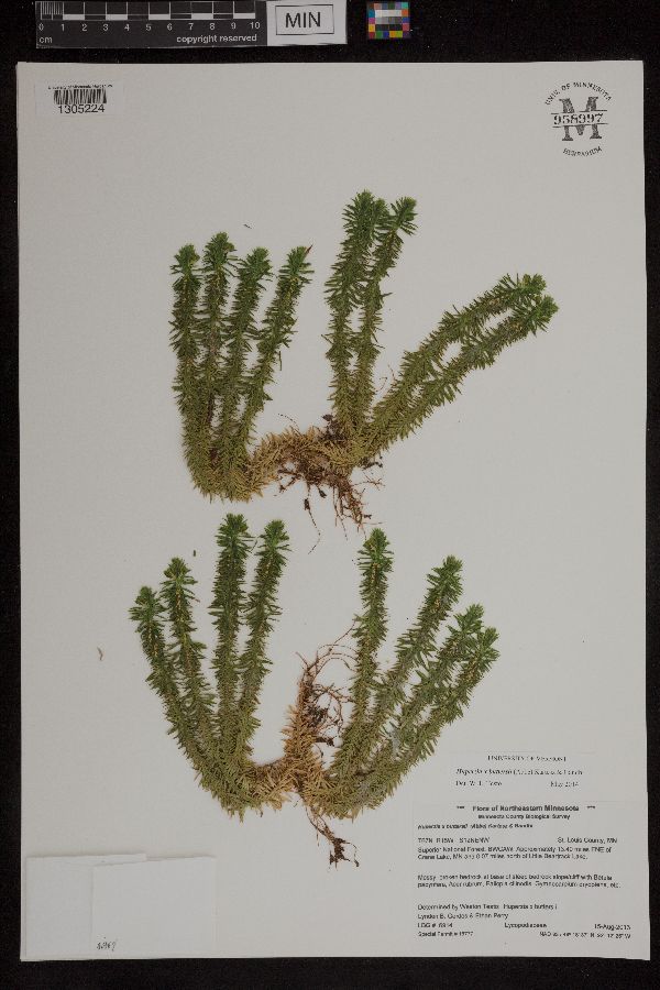 Huperzia x buttersii image