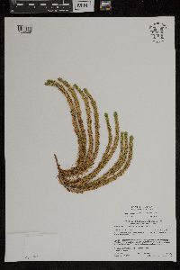 Huperzia selago image