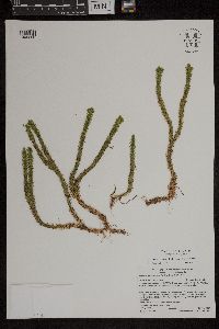 Huperzia selago image