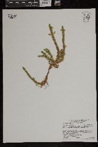 Huperzia selago image