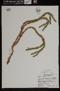 Huperzia selago image