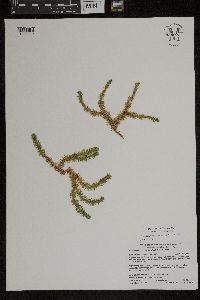 Huperzia selago image