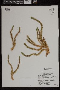 Huperzia selago image