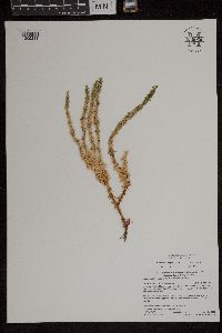 Huperzia selago image