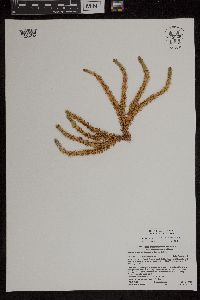 Huperzia selago image